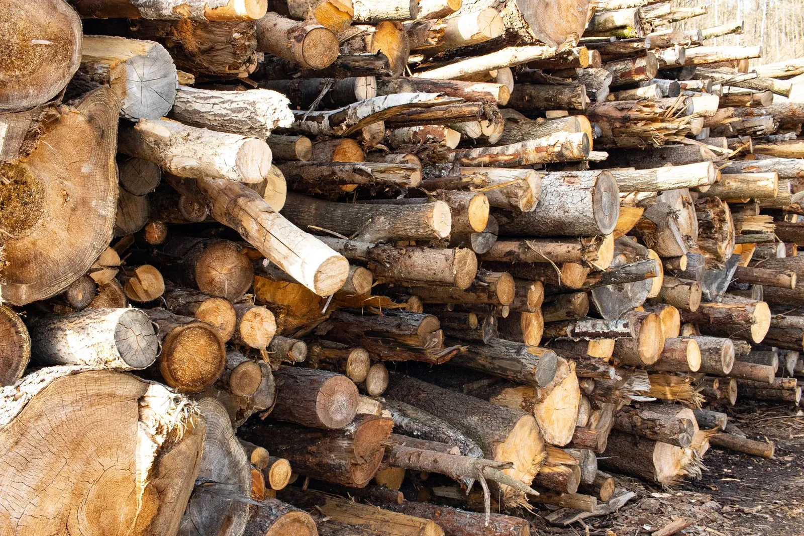 Tas de bois de chauffage empilé en bord de coupe