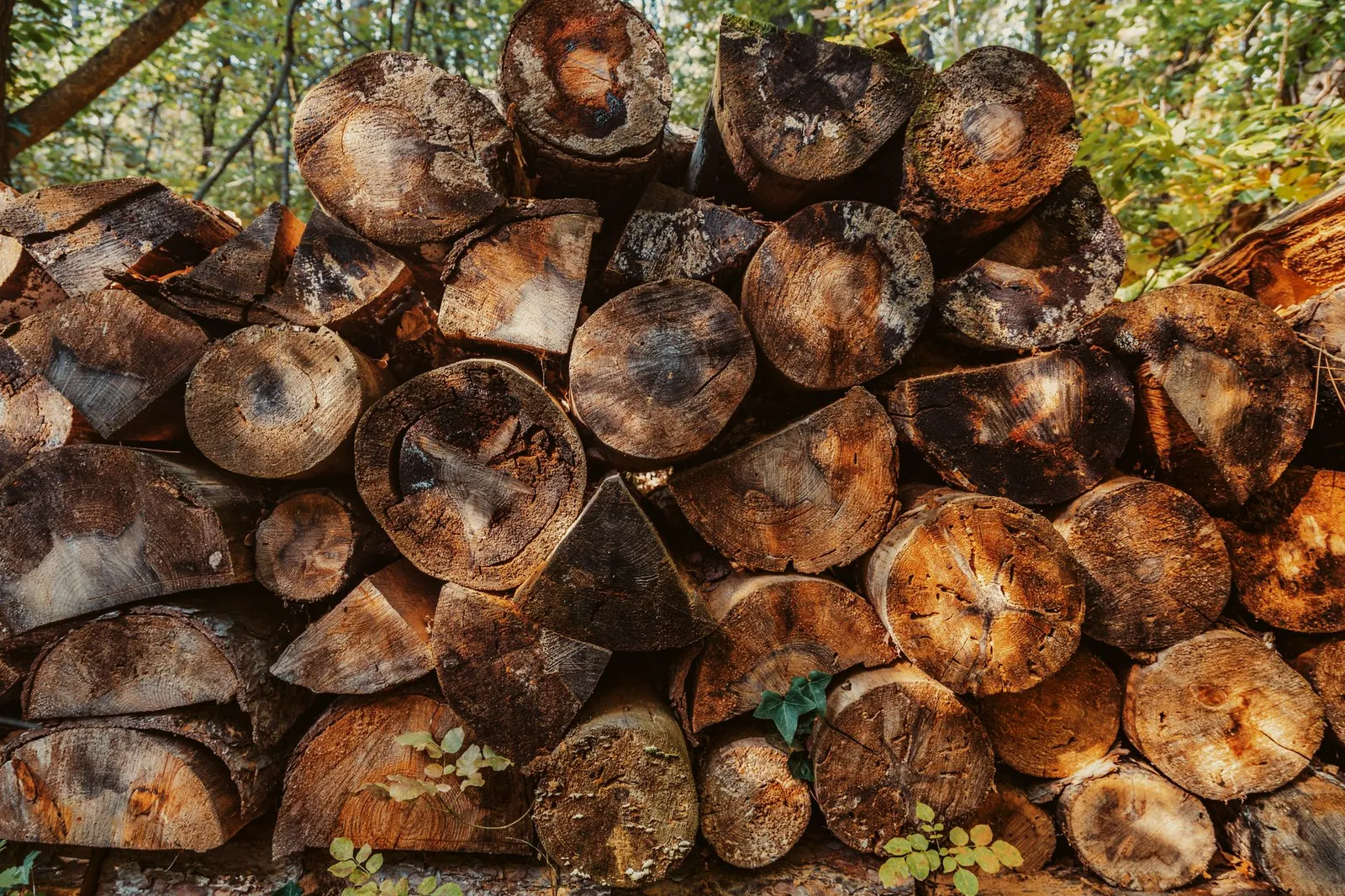 Pile de bûches fendues et de rondins stockée en lisière de bois