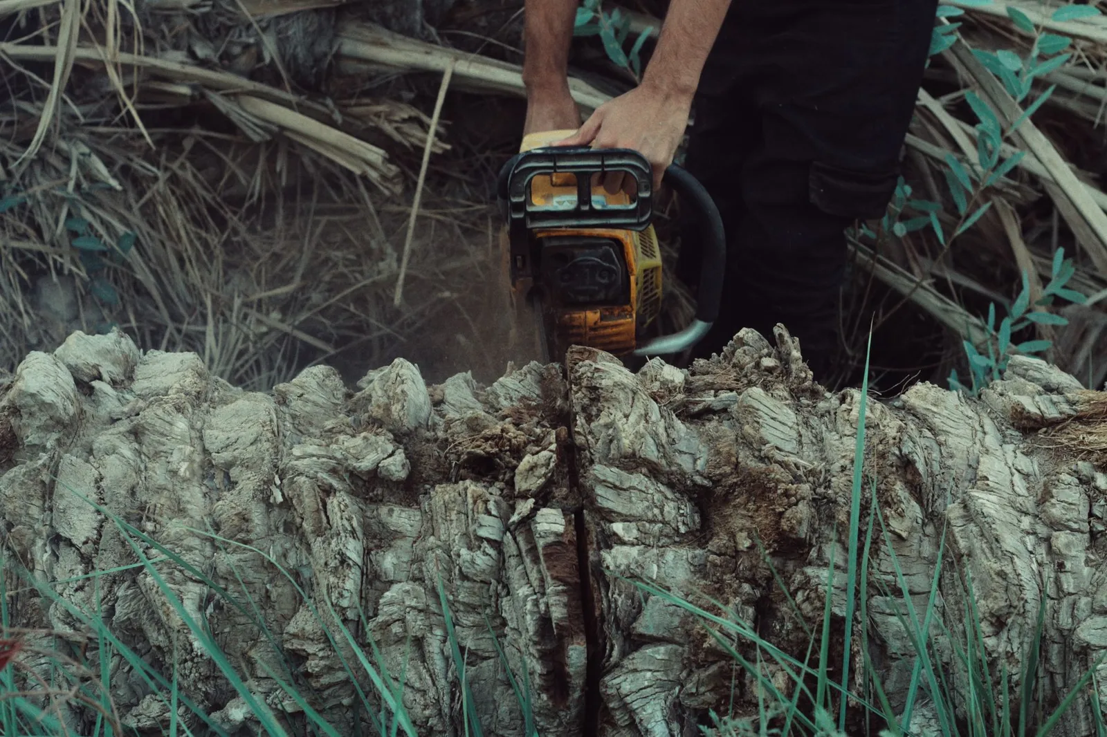Tronçonneuse en action en forêt