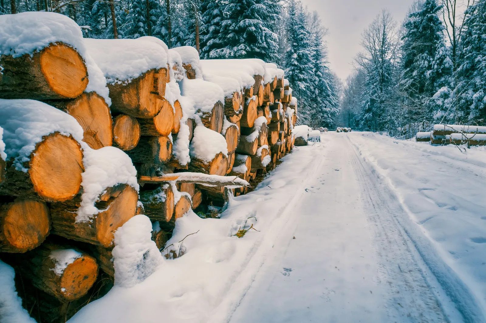 Grumes empilées en bord de piste forestière sous la neige