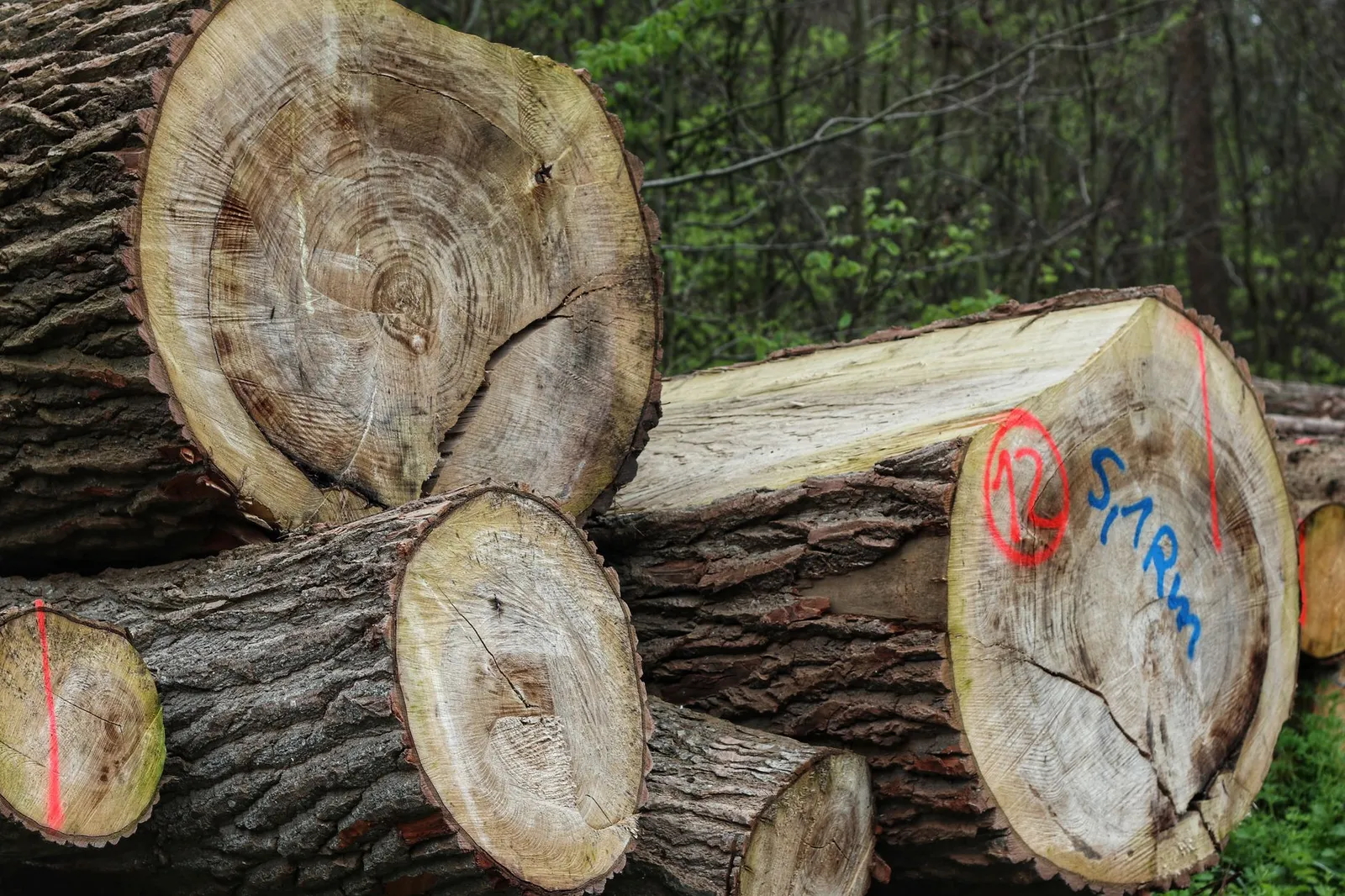 Billons de feuillus fraîchement débités, marqués à la peinture et empilés en lisière après un abattage