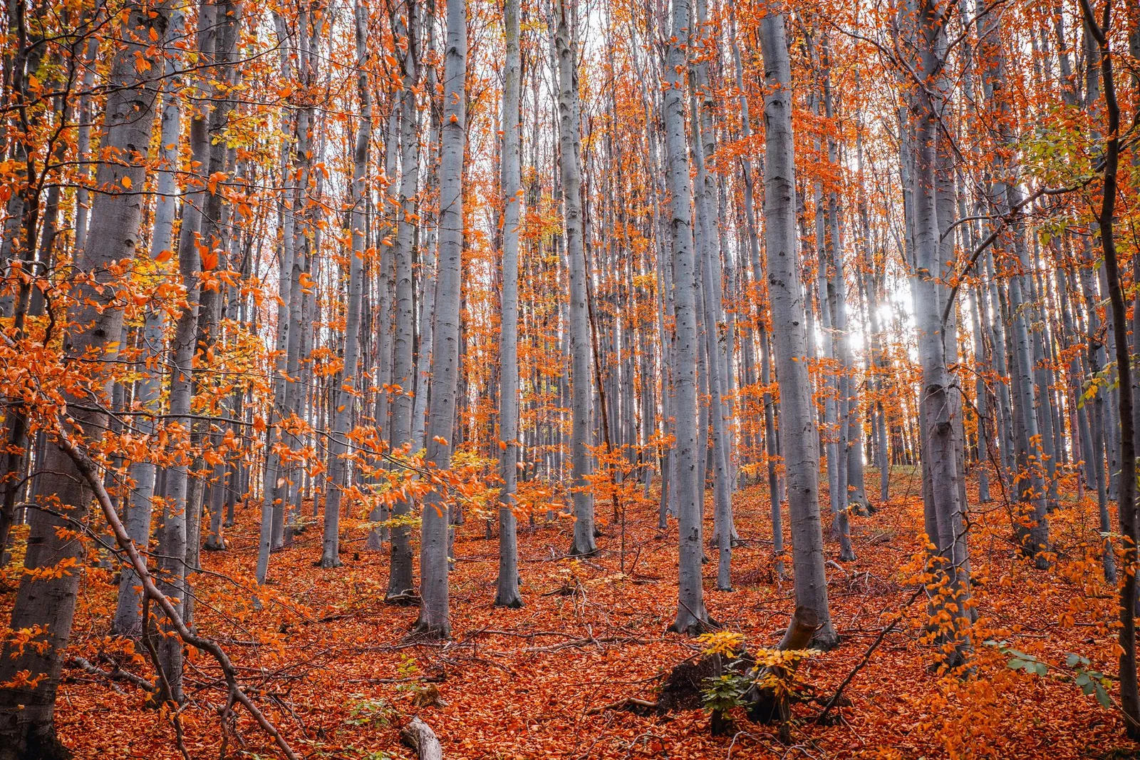 Hêtraie d'automne, troncs de feuillus encore sur pied