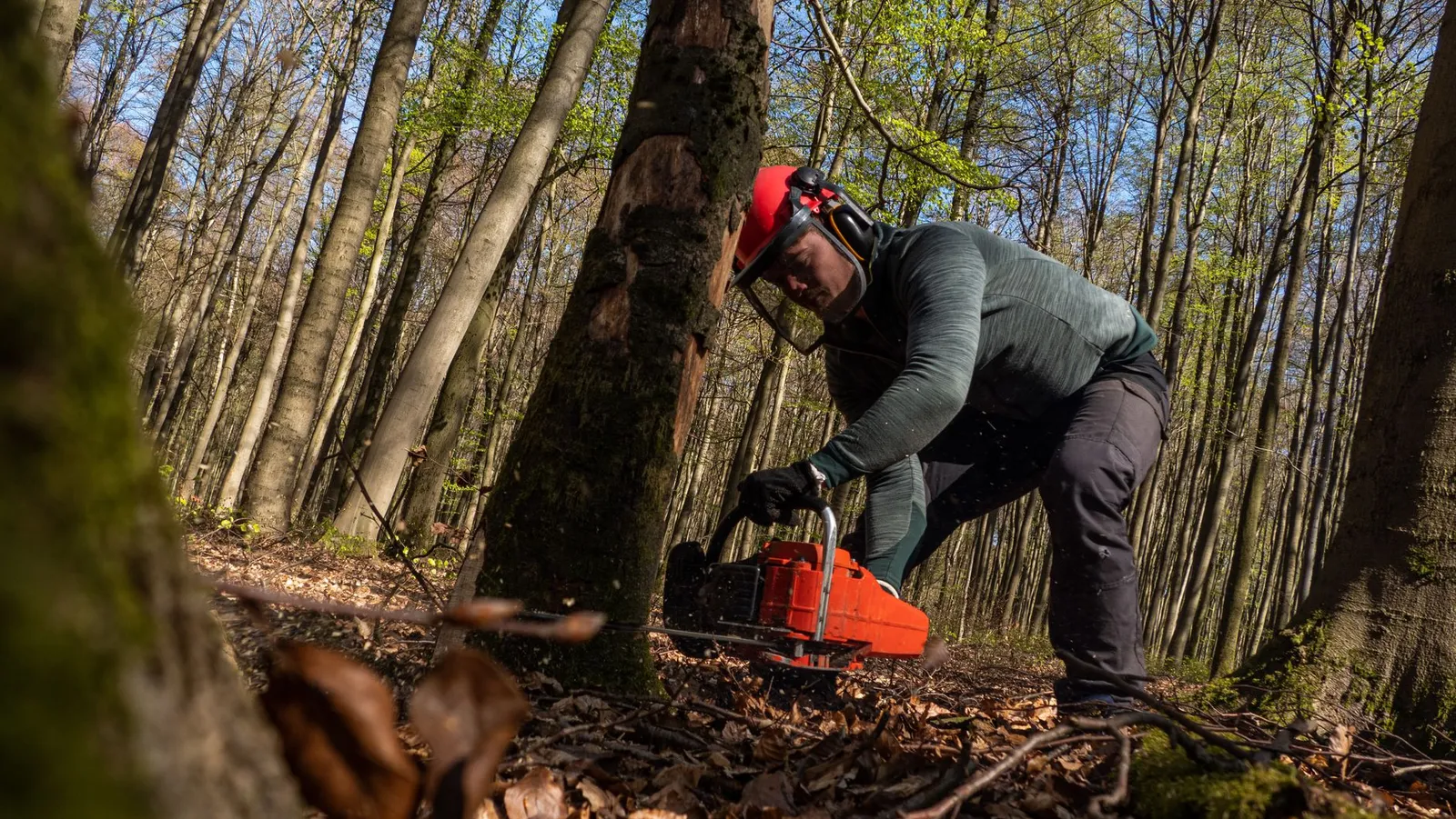 Bûcheron portant un casque forestier à visière grillagée et coquilles anti-bruit, tronçonneuse en main
