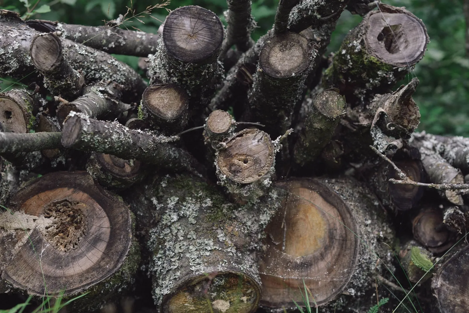 Tas de rondins couverts d'écorce et de lichen laissés au sol en lisière de bois