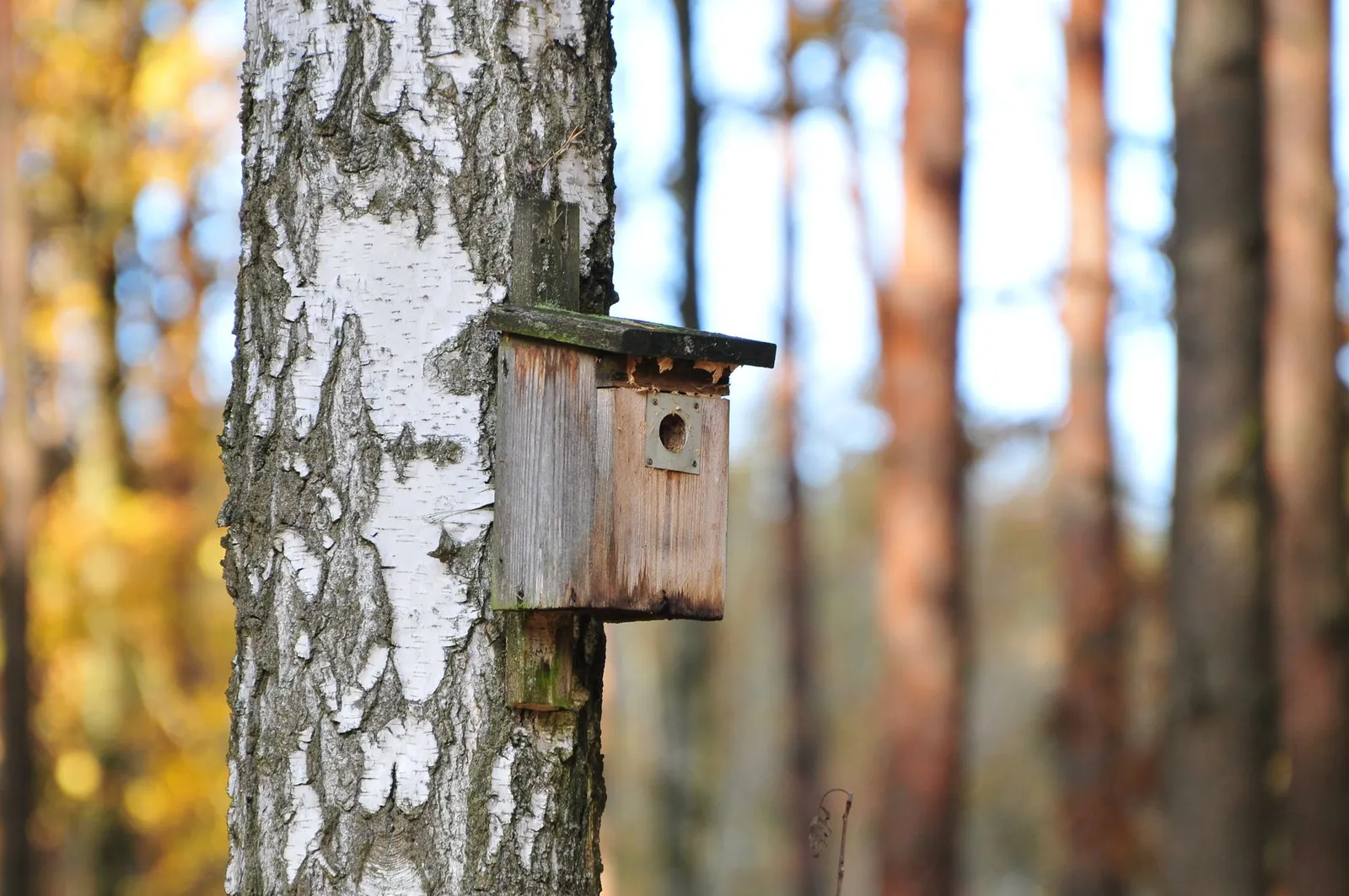 Nichoir en bois brut fixé sur un tronc de bouleau dans un sous-bois en automne