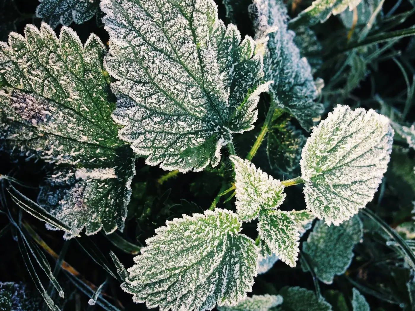 Jardin sous le givre en début d'hiver