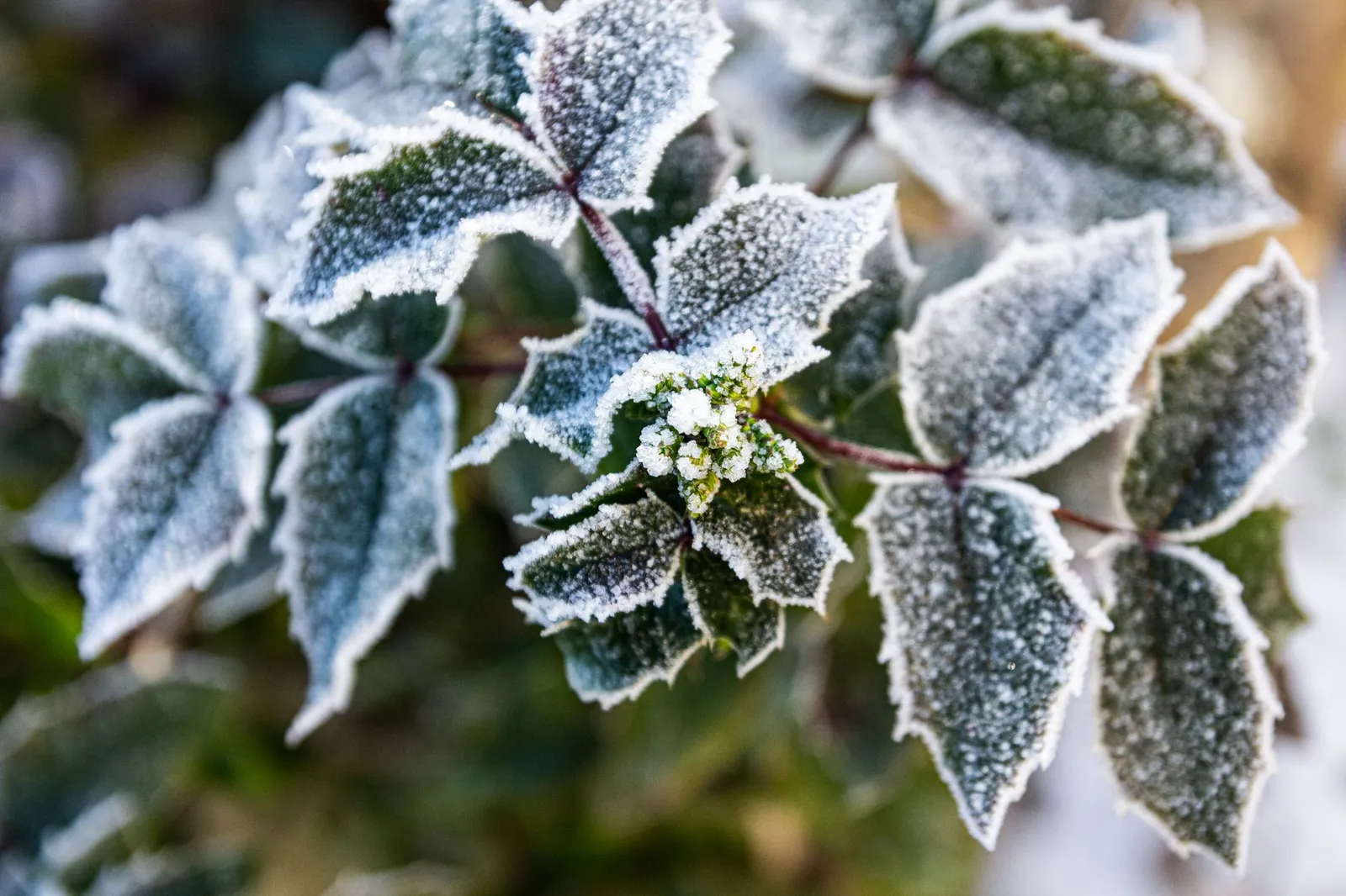Feuillage persistant couvert de givre au petit matin d'hiver