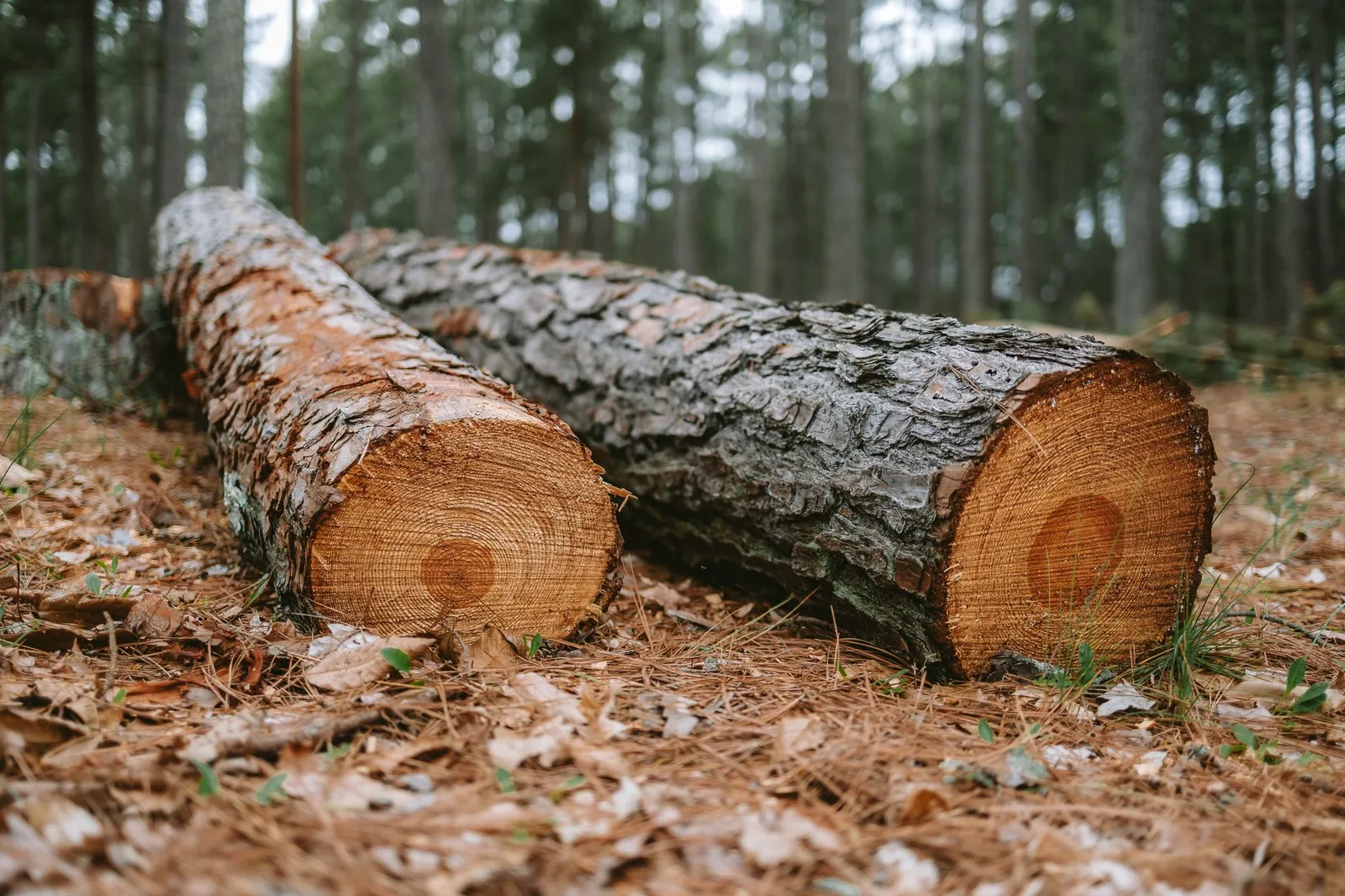 Deux grumes fraîchement abattues posées au sol en forêt, sections de coupe visibles