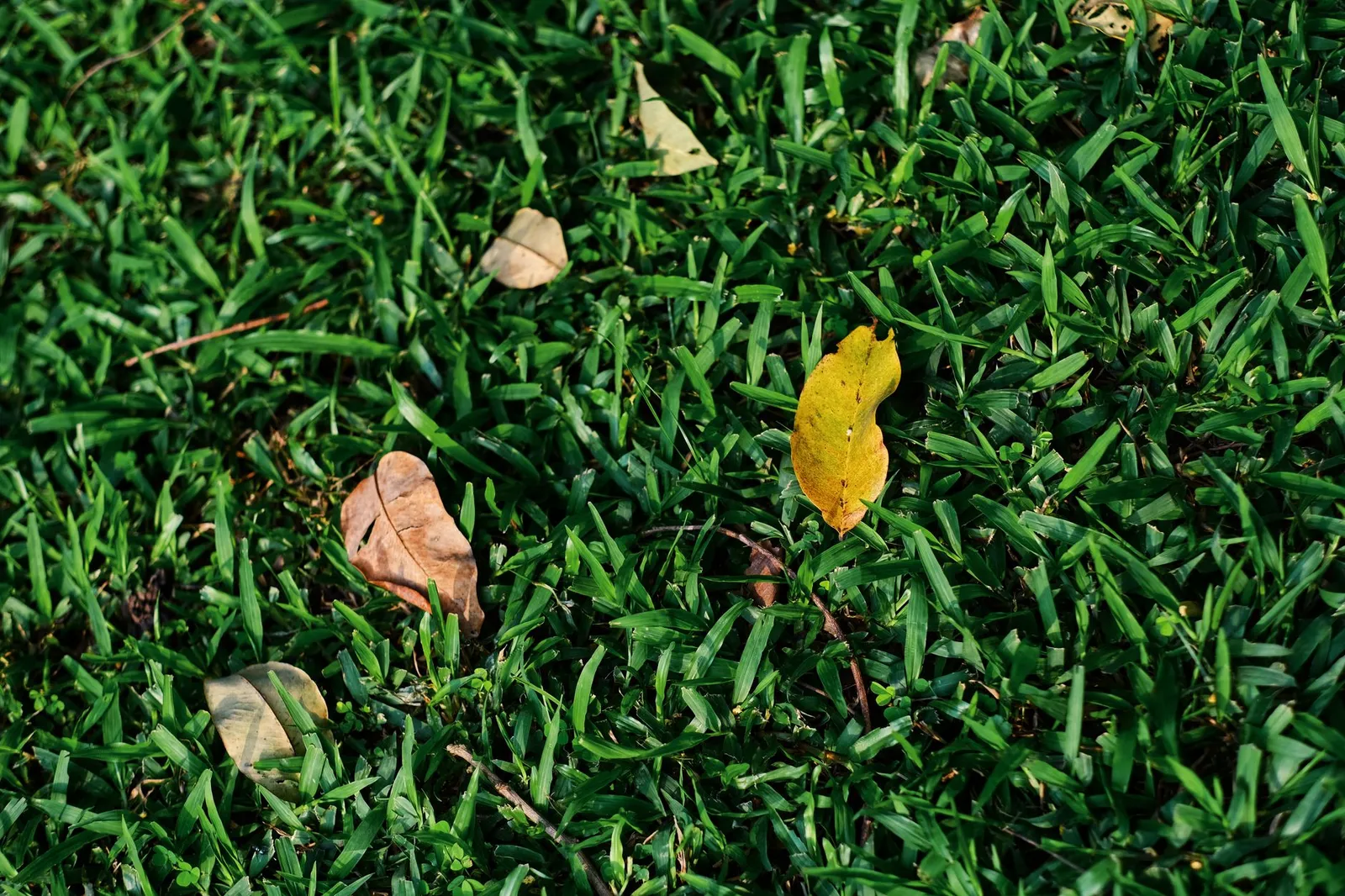 Gazon dense parsemé des premières feuilles mortes de l'automne
