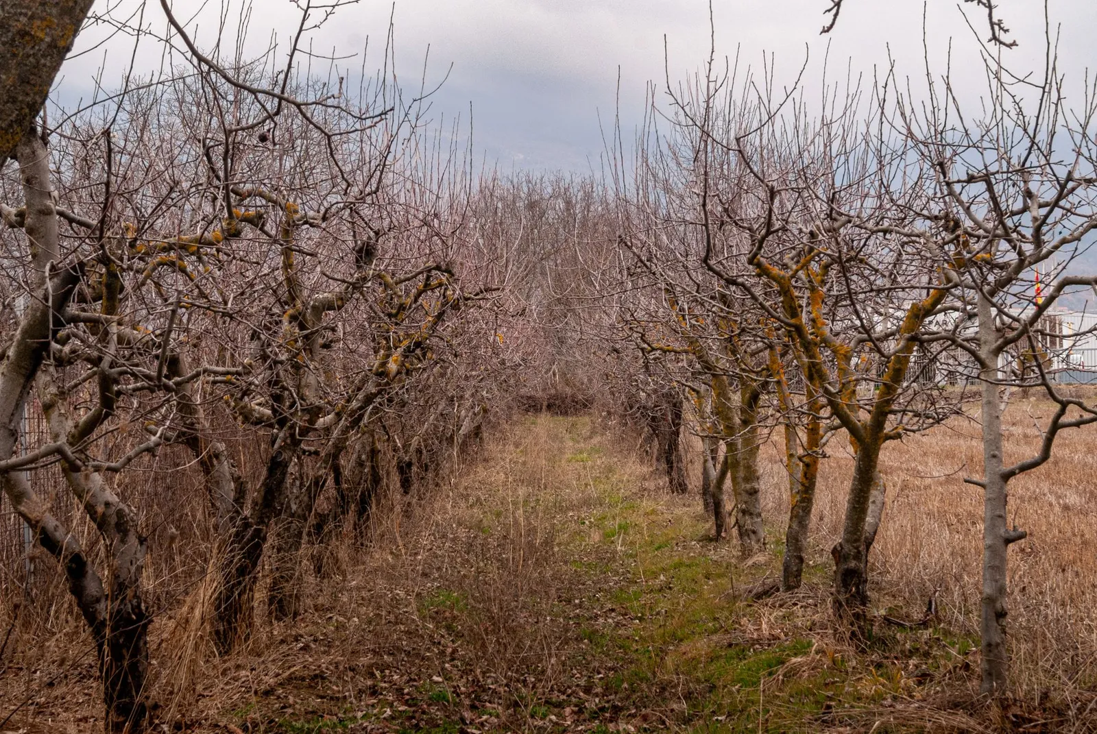 Rangées de pommiers aux branches nues dans un verger en repos végétatif